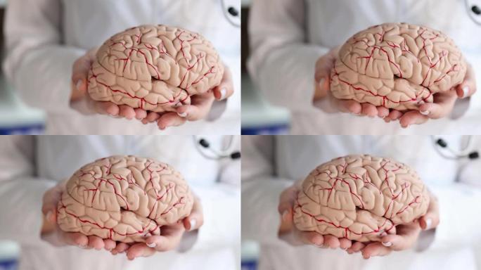 神经科医生手里拿着人脑人工模型特写4k电影慢动作