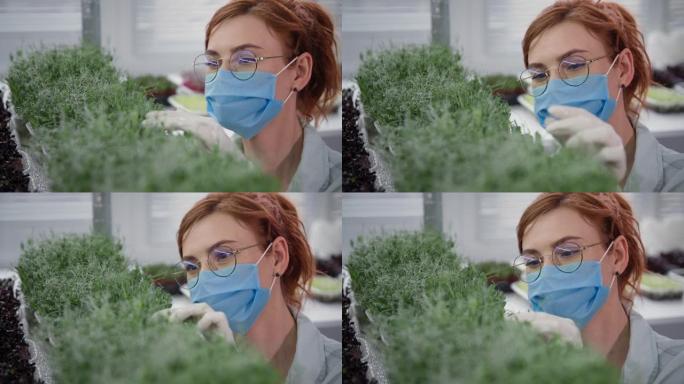 戴着医用口罩和手套的迷人女农民的肖像，在现代温室中种植的架子上检查容器中的sicro绿色