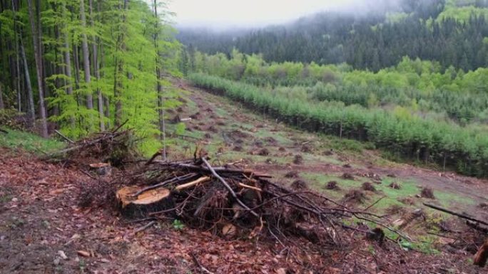 罗马尼亚Ciucas山区的大规模森林砍伐。