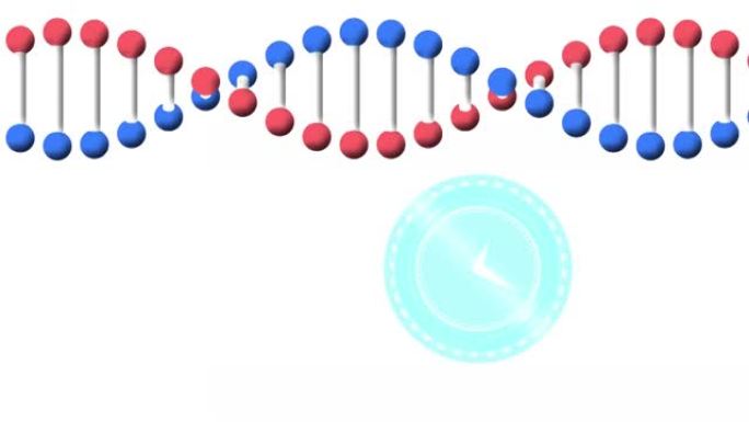白色背景上时钟快速移动和脱氧核糖核酸链旋转的动画
