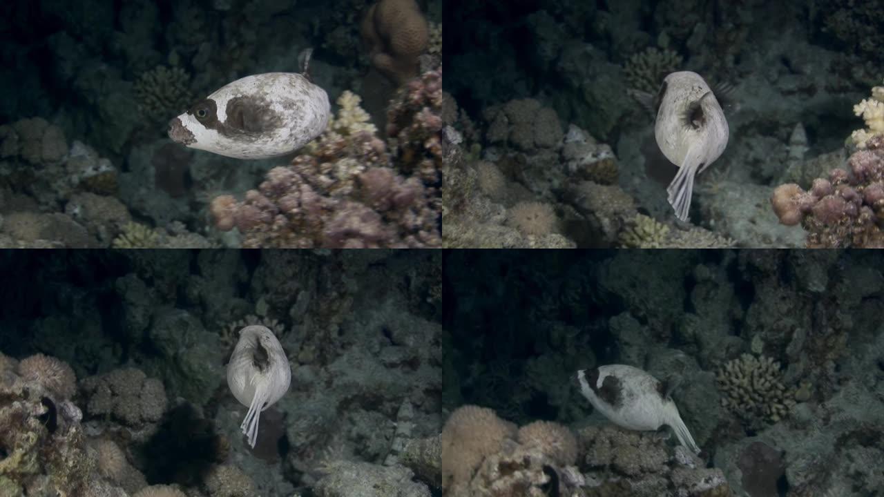 放线菌鱼河豚，珊瑚中白色，在水下寻找食物。