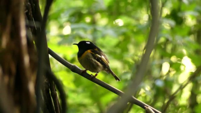 在树枝上摆姿势的Stitchbird或Hihi。新西兰本地鸟