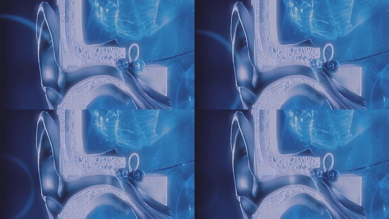 人体听力机制解剖横截面。3D动画。