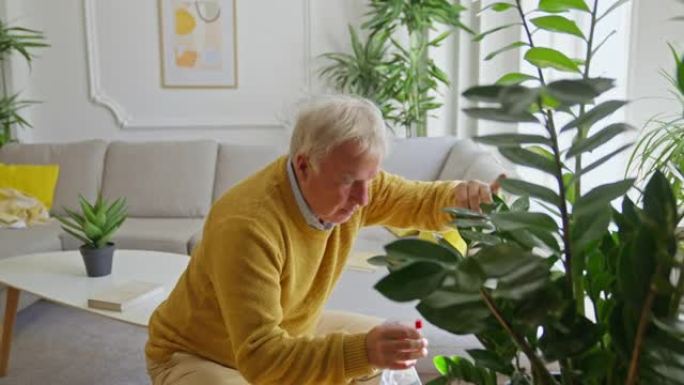 高级男子培育植物高级男子培育植物盆栽