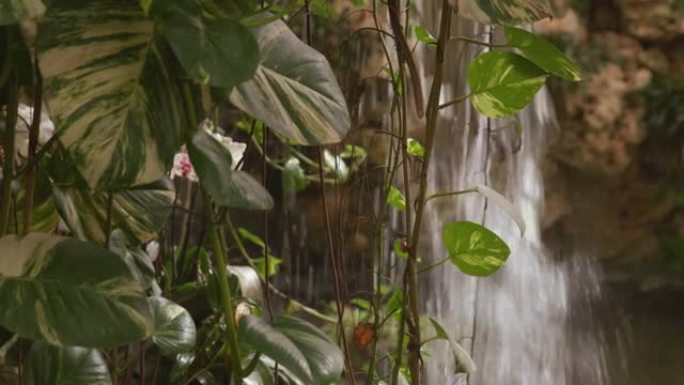 绿色植物和白色兰花之间的小瀑布的特写视图