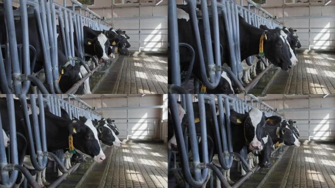 牛奶生产过程，一群带有骑自行车的人和项圈的挤奶奶牛正在现场使用牲畜农场的现代技术进行自动挤奶过程，动