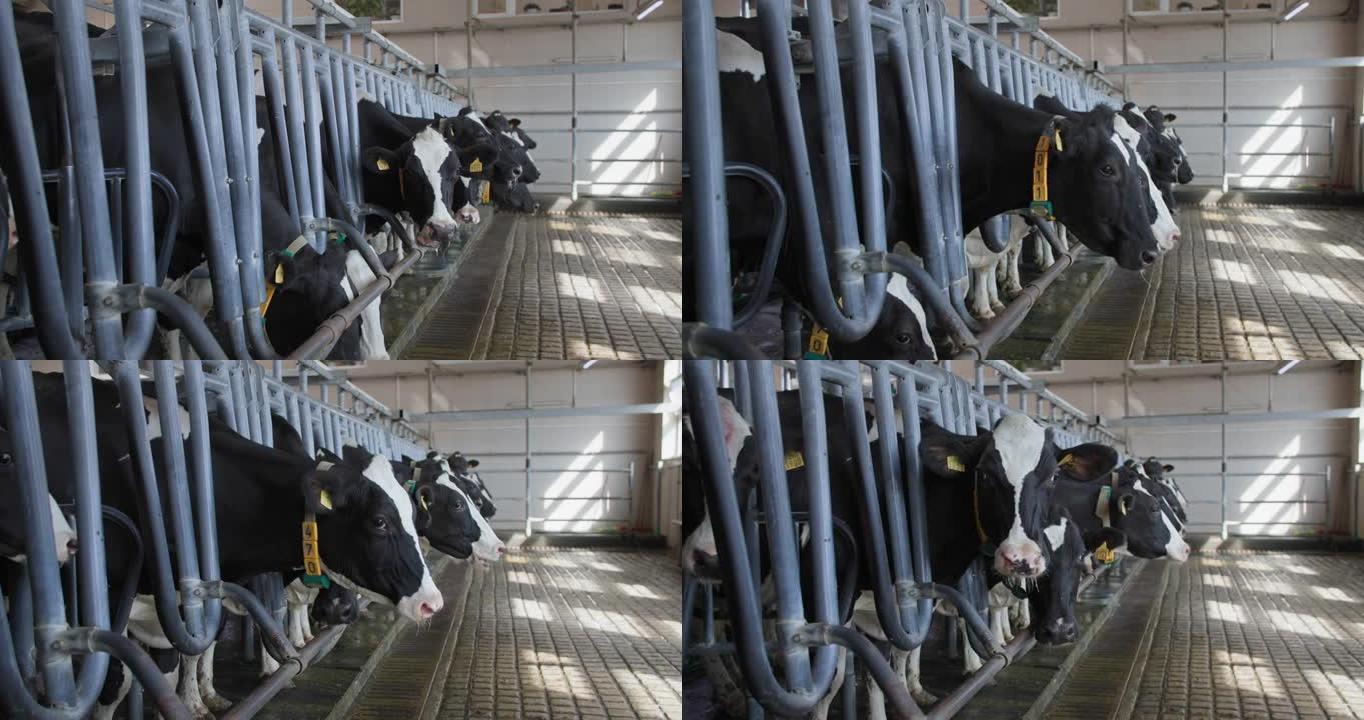 牛奶生产过程，一群带有骑自行车的人和项圈的挤奶奶牛正在现场使用牲畜农场的现代技术进行自动挤奶过程，动