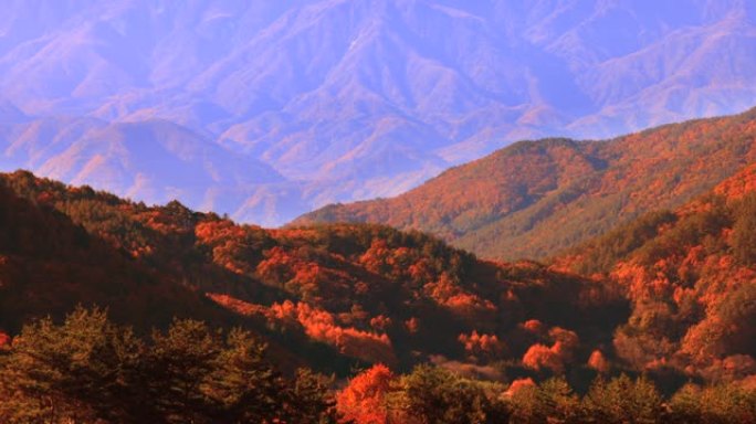 美丽的山脉和秋树高山峰森林海云海翻滚
