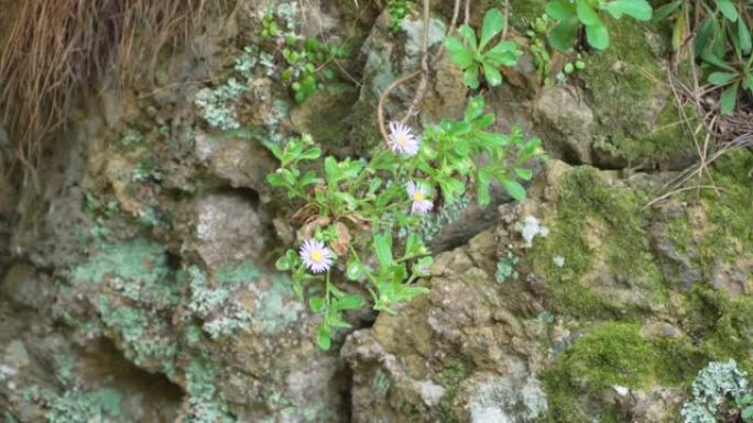 尤梅纳紫苑 (Kitam。)本田属于菊科。