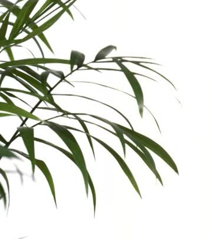 特写绿色棕榈树叶孤立在白色背景。自然坐标系装饰。