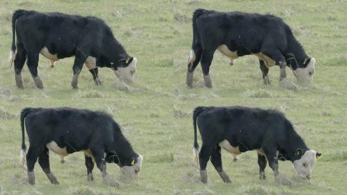 一只黑牛在爱沙尼亚从地上吃草