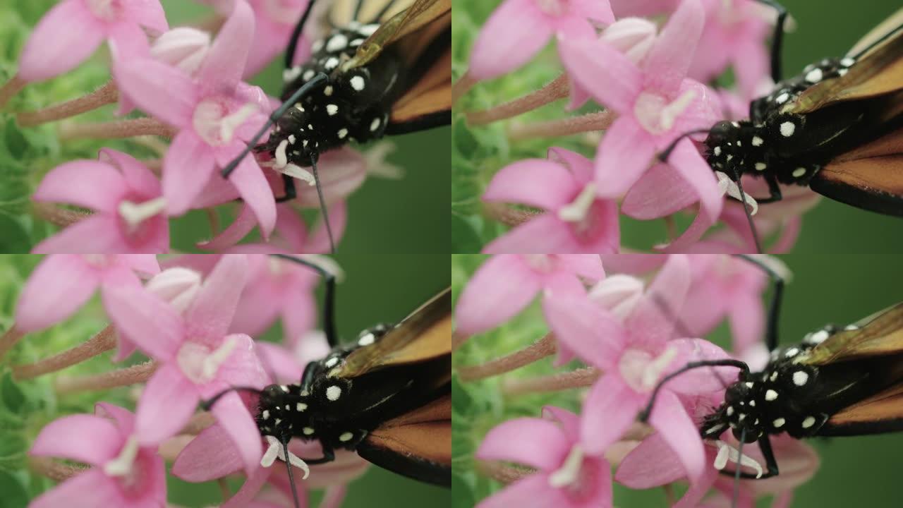 一只帝王蝴蝶吮吸花蜜的惊人极端宏观特写