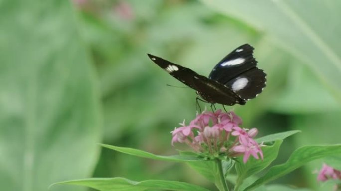 一只巨大的卵蝇蝴蝶飞入框架，落在花朵上并吮吸花蜜的特写镜头
