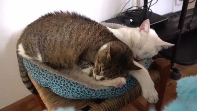 两只深色和白色的猫一起睡在客厅的床上