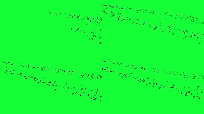 动画-绿色屏幕上飞舞的鸟群
