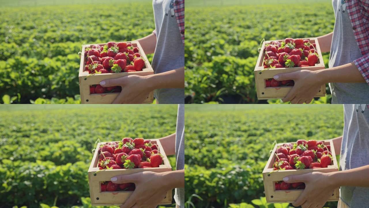一个女人拿着一整箱成熟的草莓