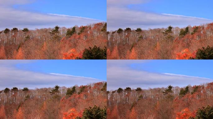 山上的秋树和山脉秋季蓝天树木
