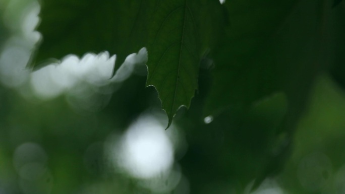 雨天 阴郁 忧郁 情绪 屋檐