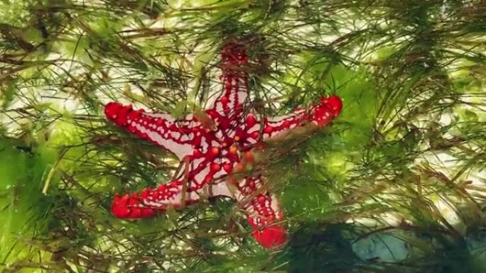 藻类中的海水中的红星特写