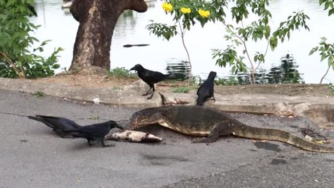 水监控蜥蜴在泰国曼谷隆比尼公园吃鱼