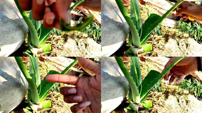 用手中的刀切开芦荟植物并提取汁液