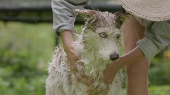 狗洗澡-哈士奇和牧羊犬混合用洗发水擦洗，慢动作