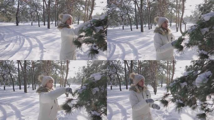 冬天穿羽绒服的好女孩正在压碎松枝上的雪，欢欣鼓舞。阳光明媚的日子，快乐的女性在白雪皑皑的松树林中玩雪