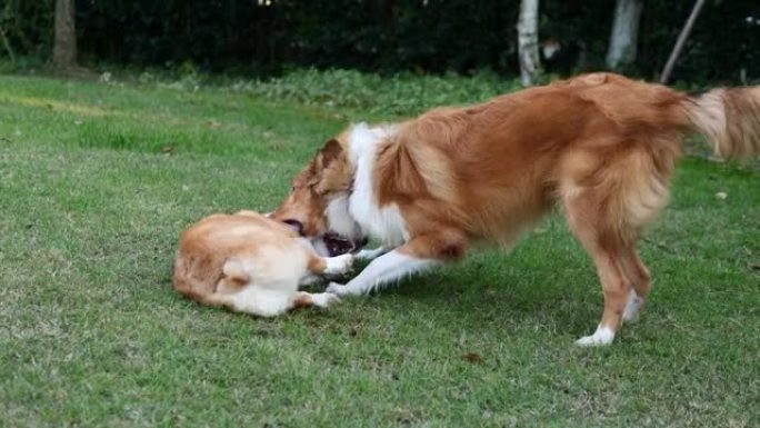 两只狗在草地上玩耍，互相咬着，兴奋而快乐。一个是rough collie (苏格兰牧羊犬)，另一个是