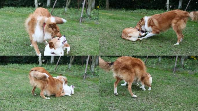 两只狗在草地上玩耍，互相咬着，兴奋而快乐。一个是rough collie (苏格兰牧羊犬)，另一个是