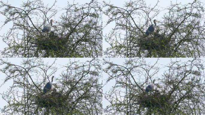 在英格兰东南部4k 60 fps的自然保护区，野生灰鹭与小鸡筑巢