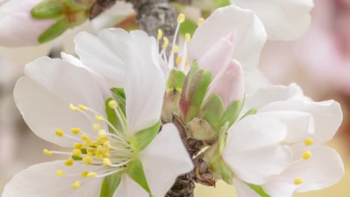 杏仁花盛开在黄色背景下的4k视频中。缩小春天梅花的视频。
