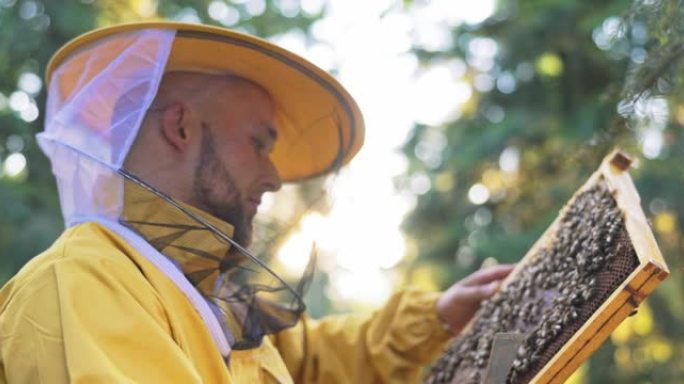 养蜂人微笑着，被防护服保护，脸上挂着蚊帐，照顾蜂箱，看着蜜蜂在做蜂蜜时在框架上工作