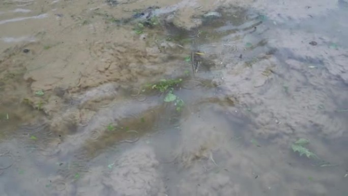 在阴天下雨时，淤泥，泥和沙子从底部漂浮并在水面上沸腾的水面俯视图。天气不好。环境污染。特写。4K。