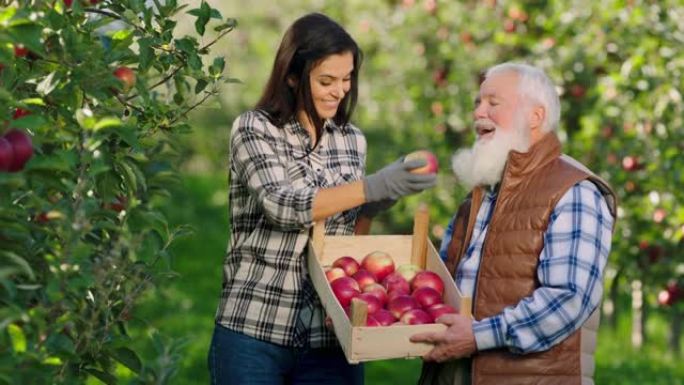 苹果园里新鲜成熟的苹果笑容灿烂的漂亮女士从树上捡起苹果，和她的祖父农夫一起闻闻
