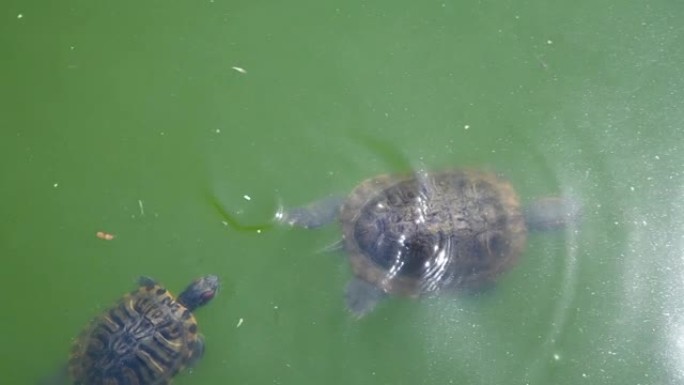 红耳滑龟在水中游泳