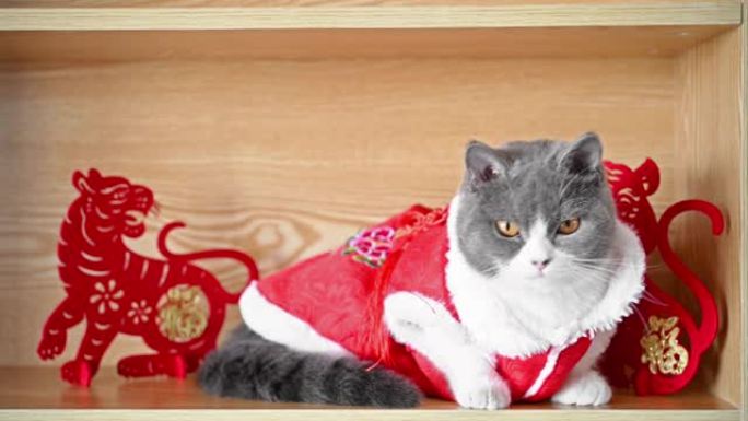 一只可爱的猫，穿着传统的农历新年礼服，在附近看着两个老虎吉祥物。中国人的意思是财富没有徽标没有商标