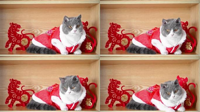 一只可爱的猫，穿着传统的农历新年礼服，在附近看着两个老虎吉祥物。中国人的意思是财富没有徽标没有商标