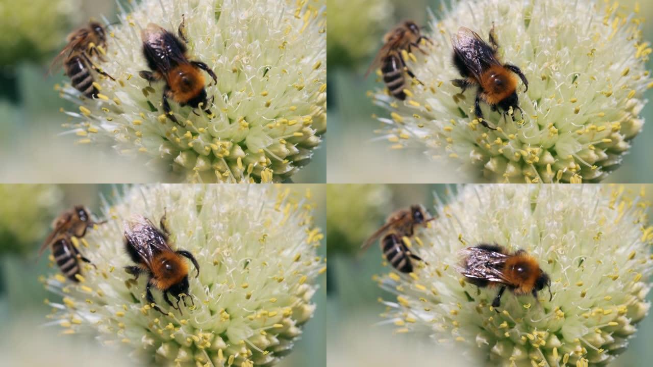 蜜蜂和大黄蜂收集花蜜和花粉