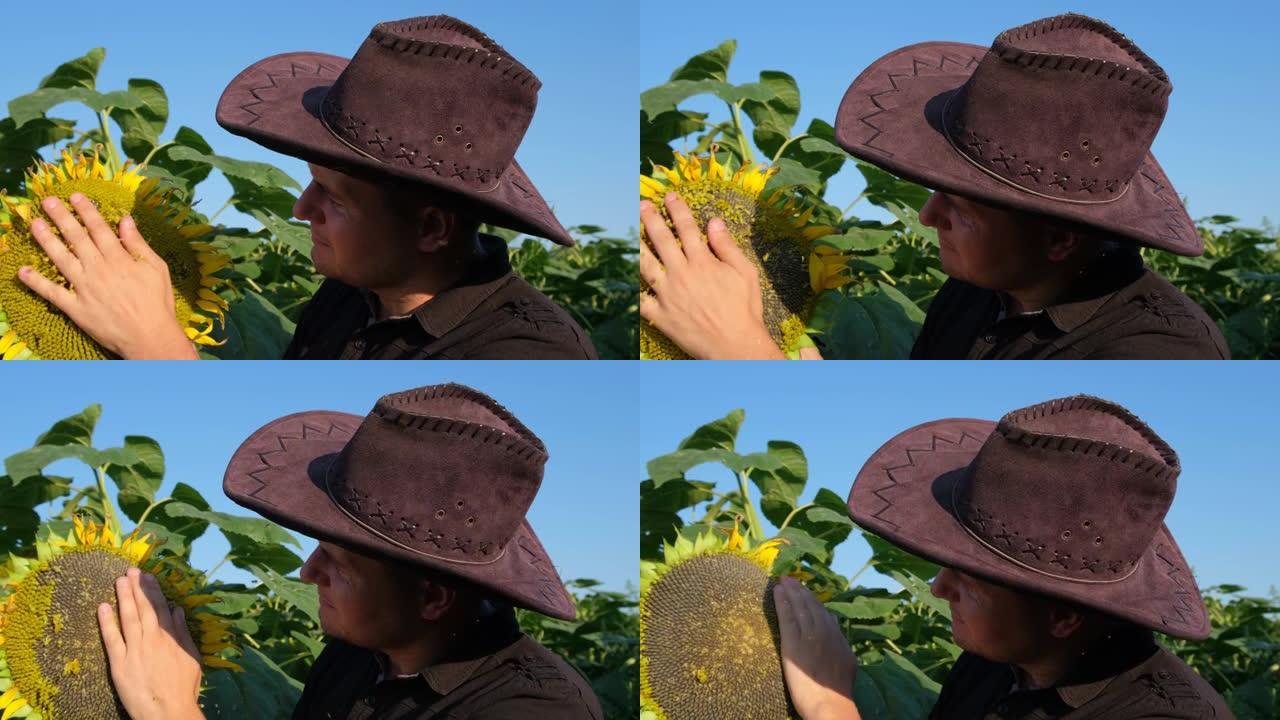 一位英俊的农民站在金色的向日葵地里，仔细地观察着一朵向日葵。