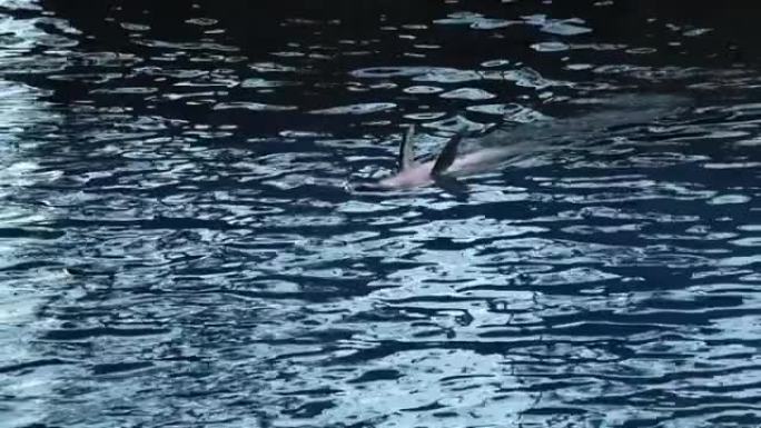 海豚比潜水倒立游泳