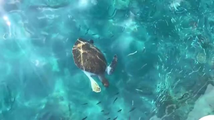海龟漂浮在船附近清澈透明的海水中。从上方观看