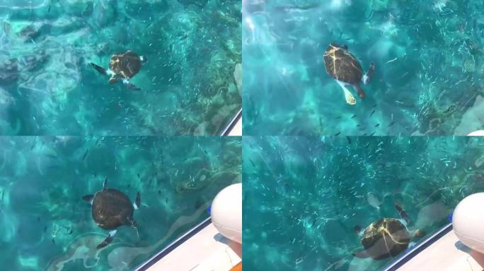海龟漂浮在船附近清澈透明的海水中。从上方观看