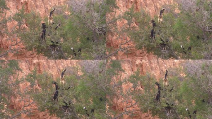 非洲摩洛哥，一群山羊爬上阿卡尼亚树，在沙漠中觅食