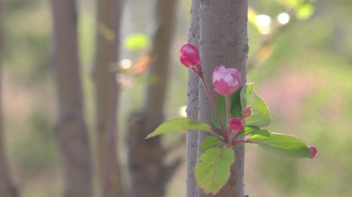 春天海棠红色粉色花朵春天花开桃花桃李芬芳
