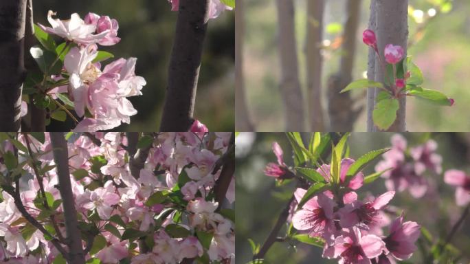 春天海棠红色粉色花朵春天花开桃花桃李芬芳