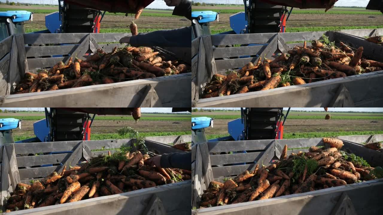 成熟的红色胡萝卜从管子掉入拖拉机拉动的木制拖车中