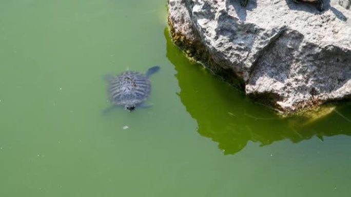 红耳滑龟在水中游泳