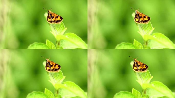 一只黄色的蝴蝶栖息在一片绿叶的顶部