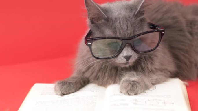 有趣的猫，戴着老花镜和书