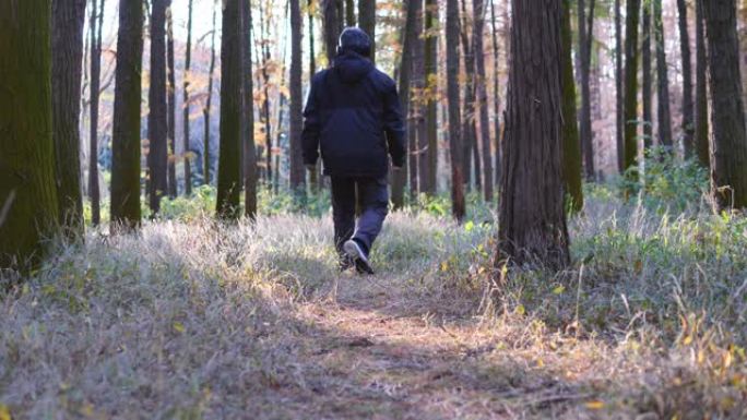 在森林中行走的人的后视图，直到在阳光明媚的傍晚消失，步行，慢动作4k镜头。
